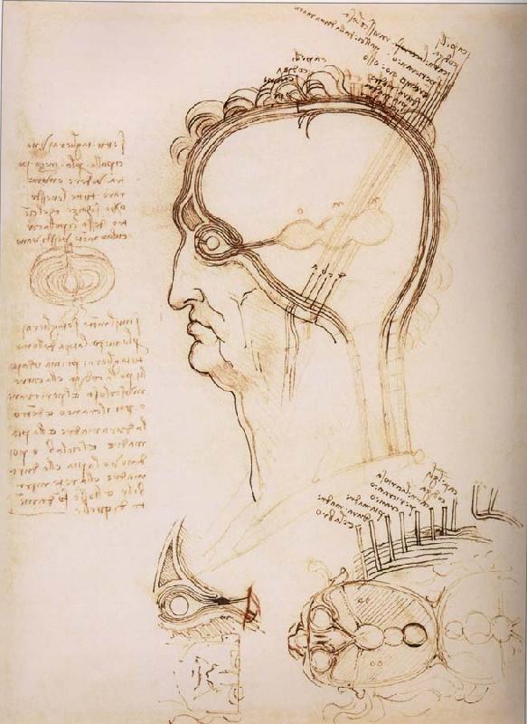 LEONARDO da Vinci Anatomical study of the brain and the scalp France oil painting art